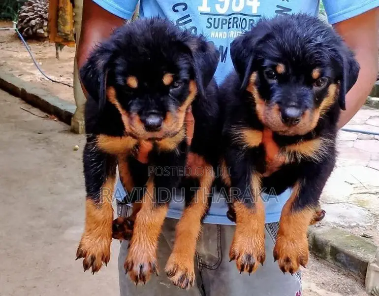 Rottweiler Puppies