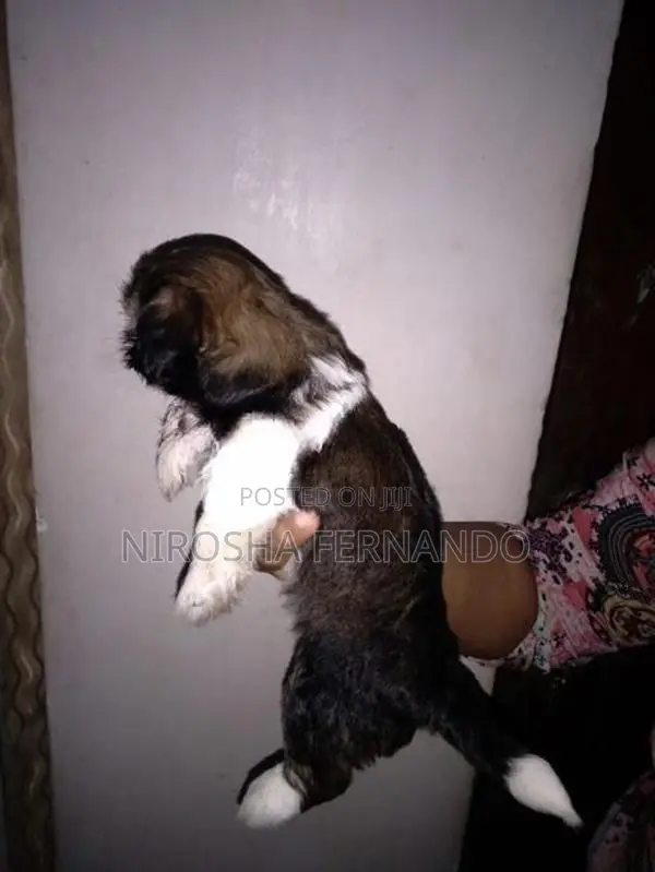 Shih Tzu Puppies