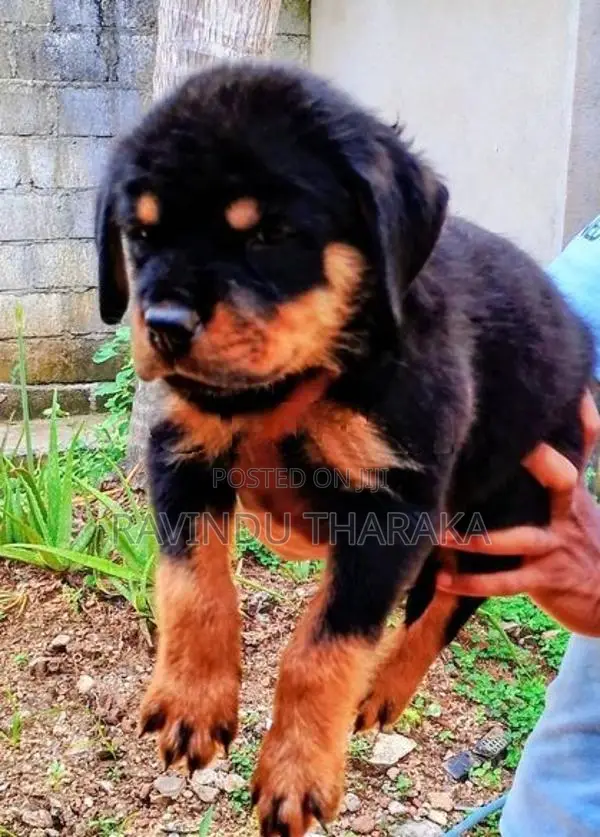 Rottweiler Puppies