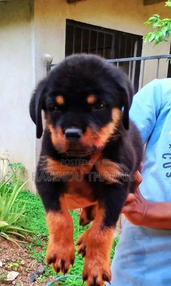 Rottweiler Puppies