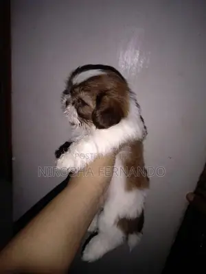 Shih Tzu Puppies