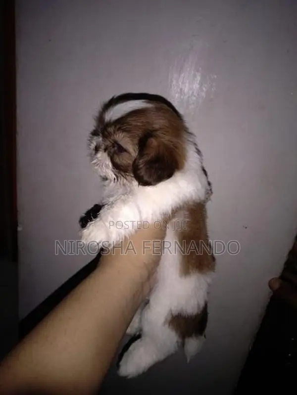 Shih Tzu Puppies