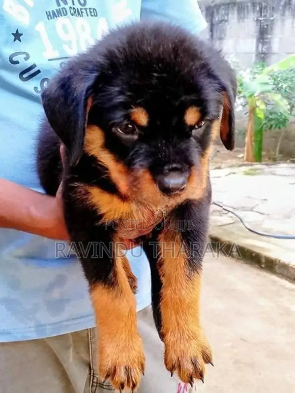 Rottweiler Puppies