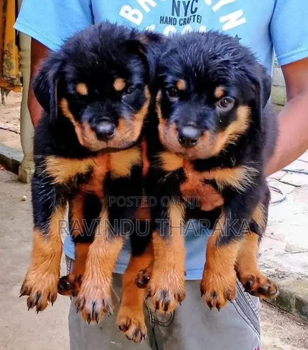 Rottweiler Puppies