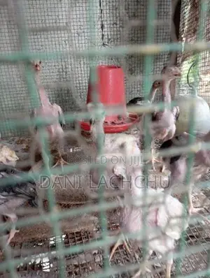 Velladiyan Rooster