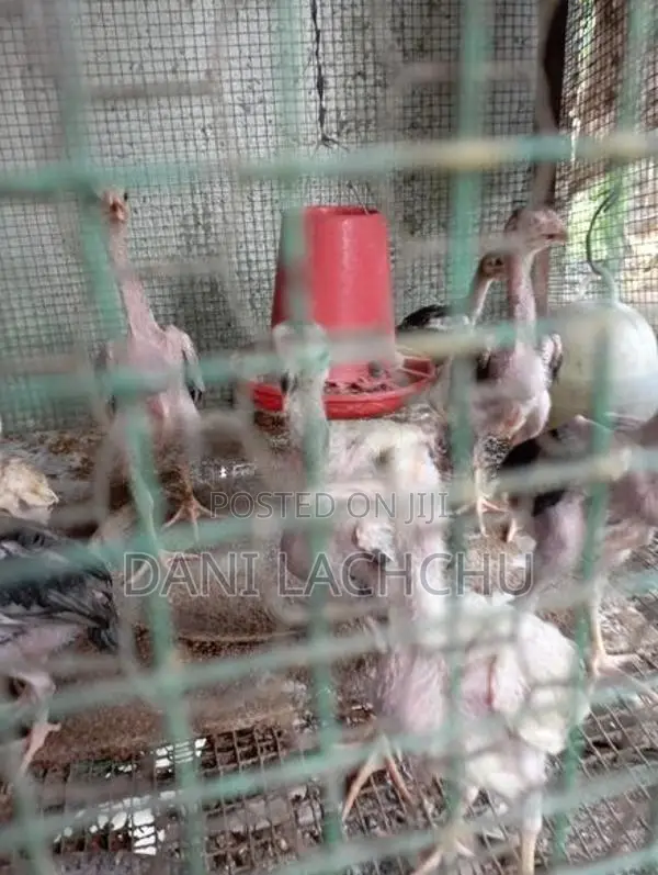 Velladiyan Rooster