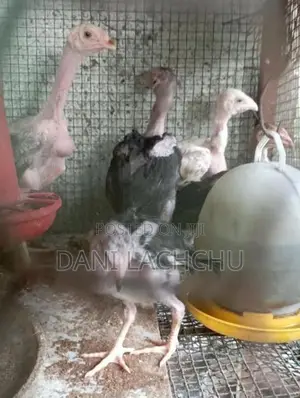 Velladiyan Rooster