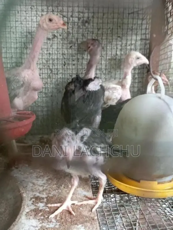 Velladiyan Rooster
