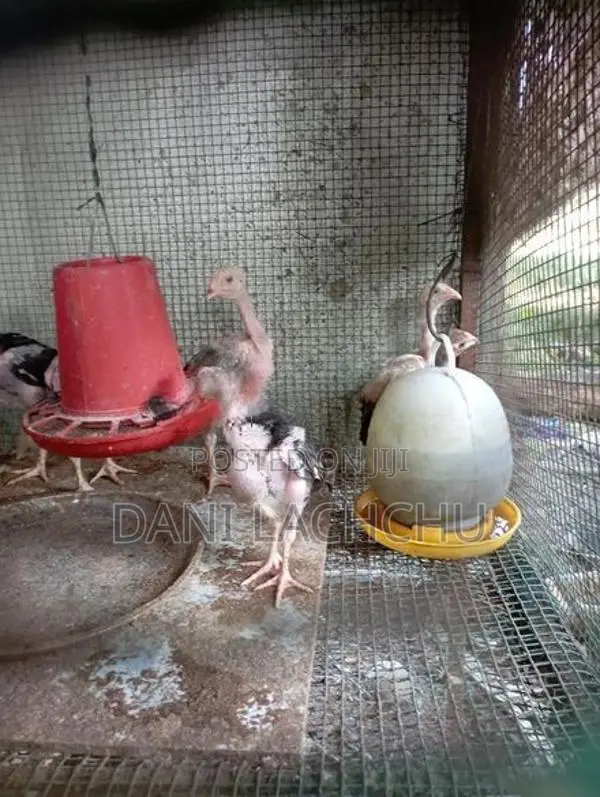 Velladiyan Rooster