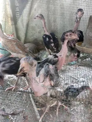 Velladiyan Rooster