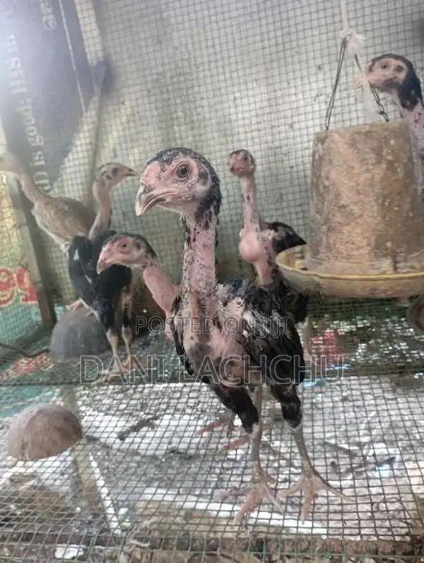 Velladiyan Rooster