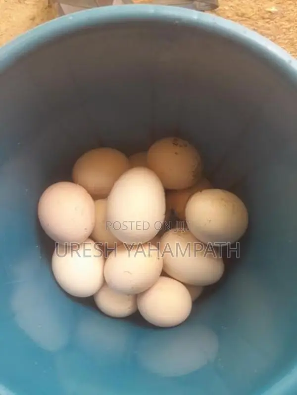 බ්‍රාමා රැකුම් බිත්තර