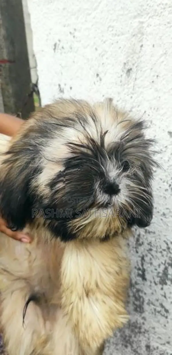 Shih Tzu Puppy