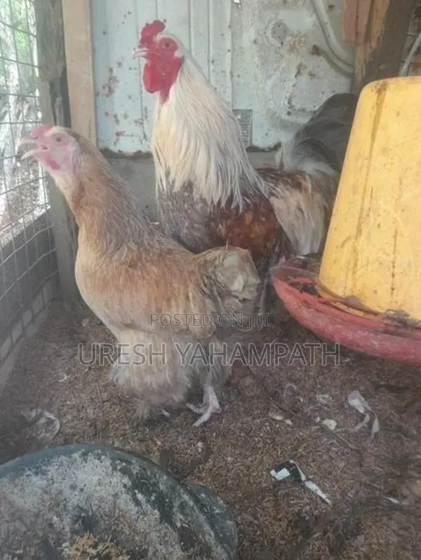 බ්‍රාමා රැකුම් බිත්තර