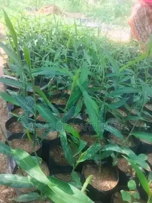 Ginger Plant