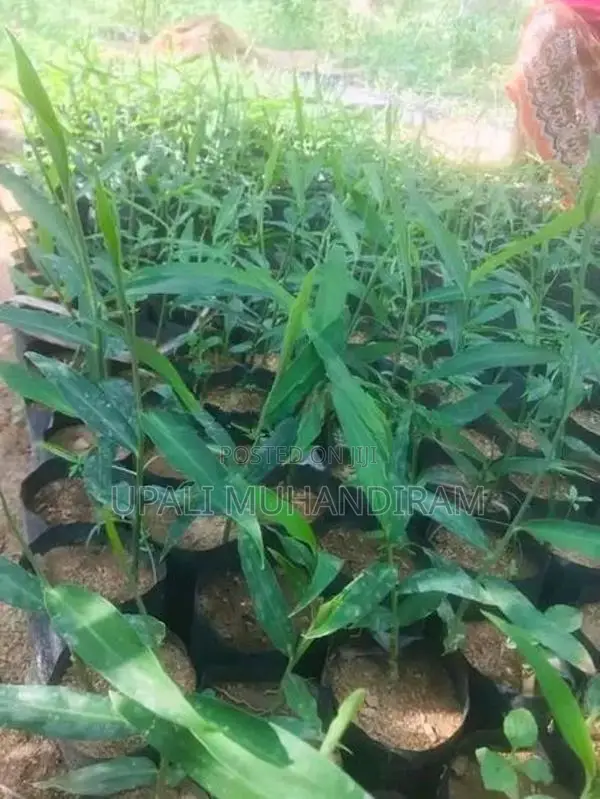 Ginger Plant