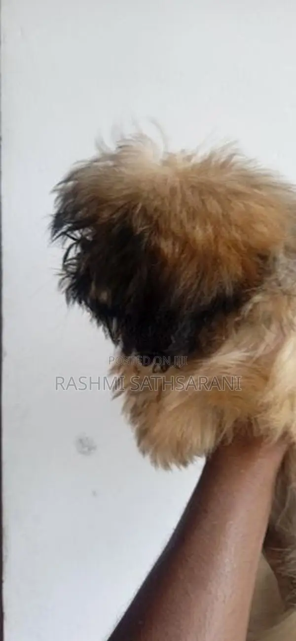 Shih Tzu Puppy