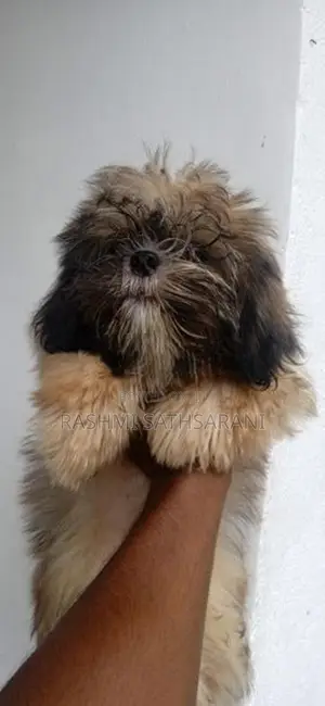 Shih Tzu Puppy