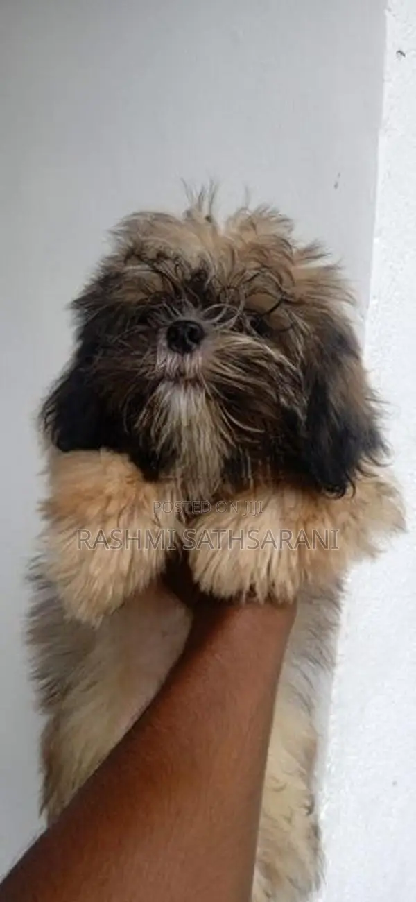 Shih Tzu Puppy