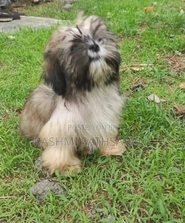 Shih Tzu Puppy