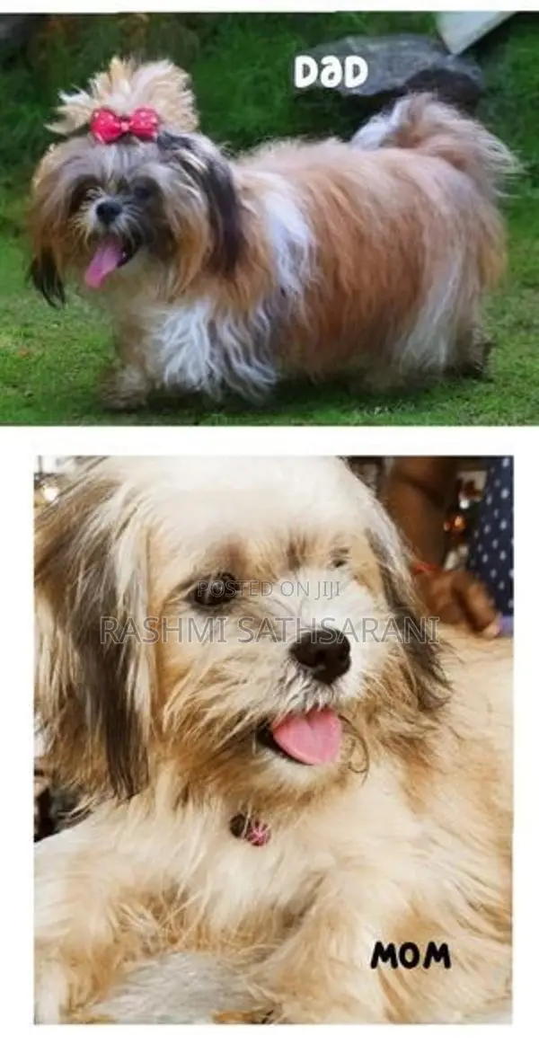 Shih Tzu Puppy