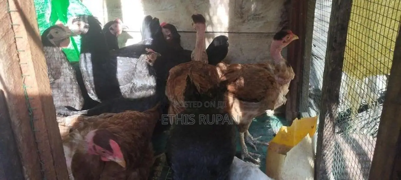 Farm Chicks