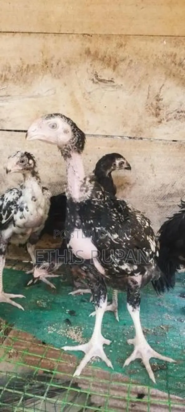 Farm Chicks
