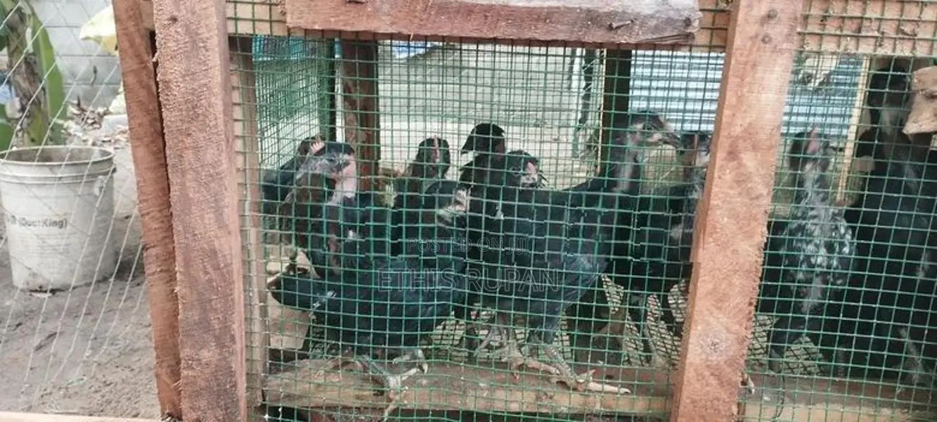 Farm Chicks