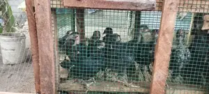 Farm Chicks