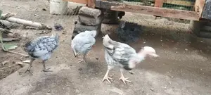 Farm Chicks