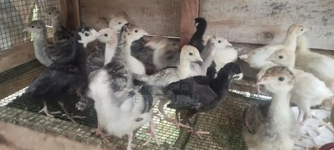 Farm Chicks