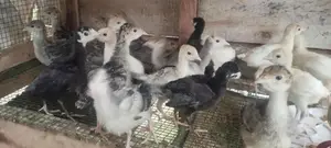 Farm Chicks