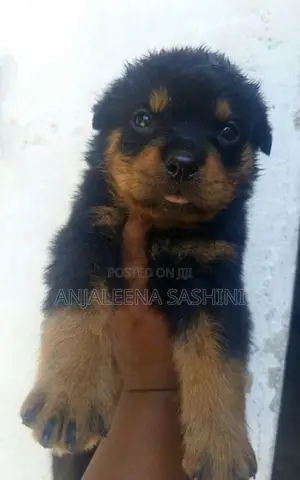 Rottweiler Puppies