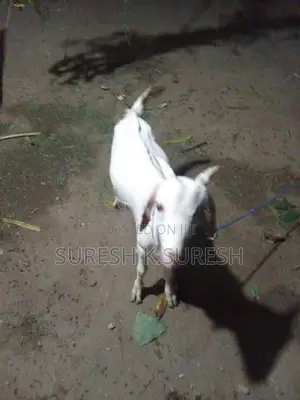 Farm Goats