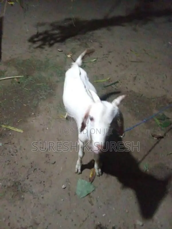 Farm Goats