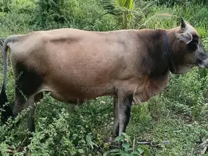Farm Cow