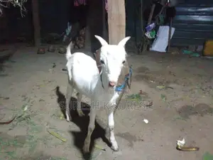 Farm Goats