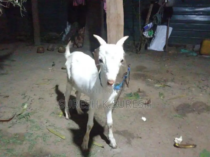 Farm Goats