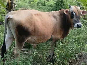 Farm Cow
