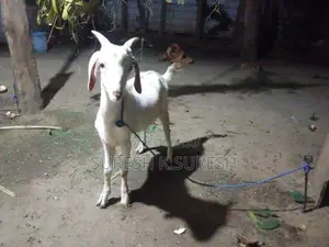 Farm Goats