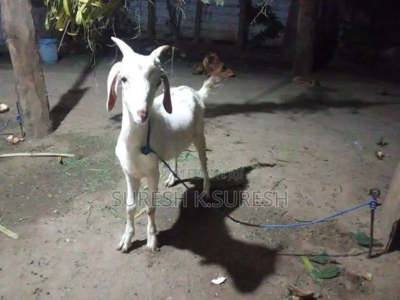 Farm Goats