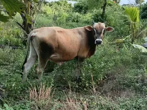 Farm Cow