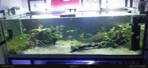 Complete Aquarium Setup