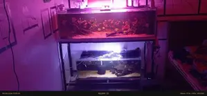 Complete Aquarium Setup