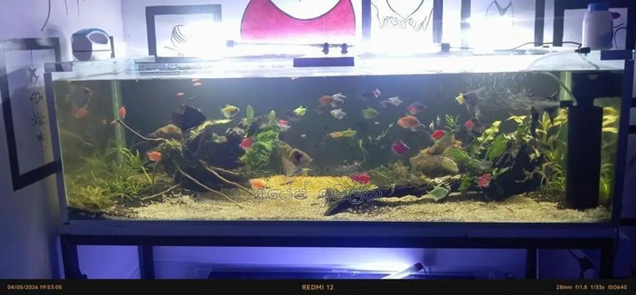 Complete Aquarium Setup