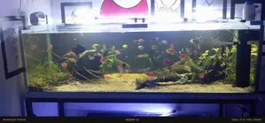 Complete Aquarium Setup