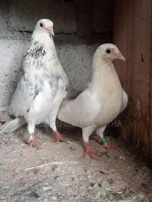 Timing Pigeons