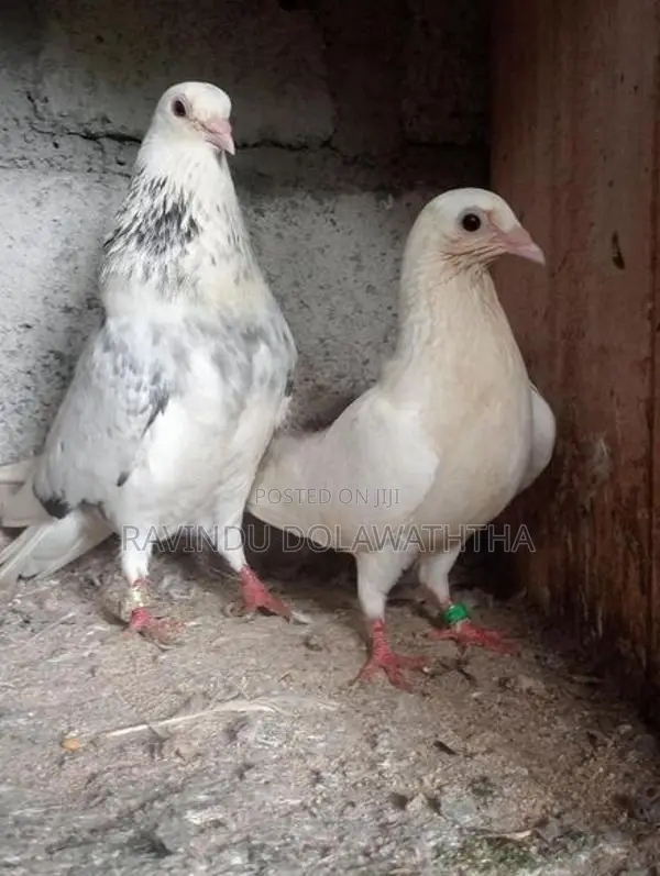 Timing Pigeons