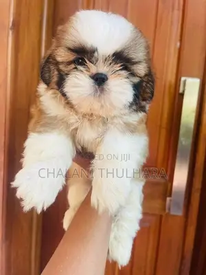 Shih Tzu Puppies