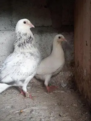 Timing Pigeons